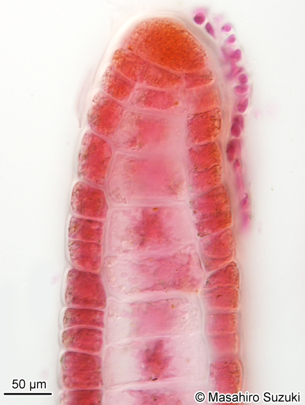 アミジグサ Dictyota cf. dichotoma