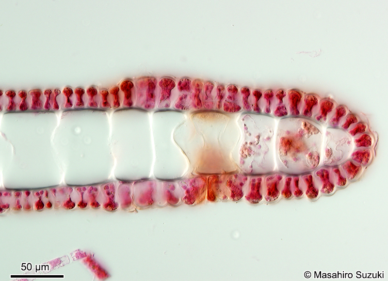 アミジグサ Dictyota spathulata