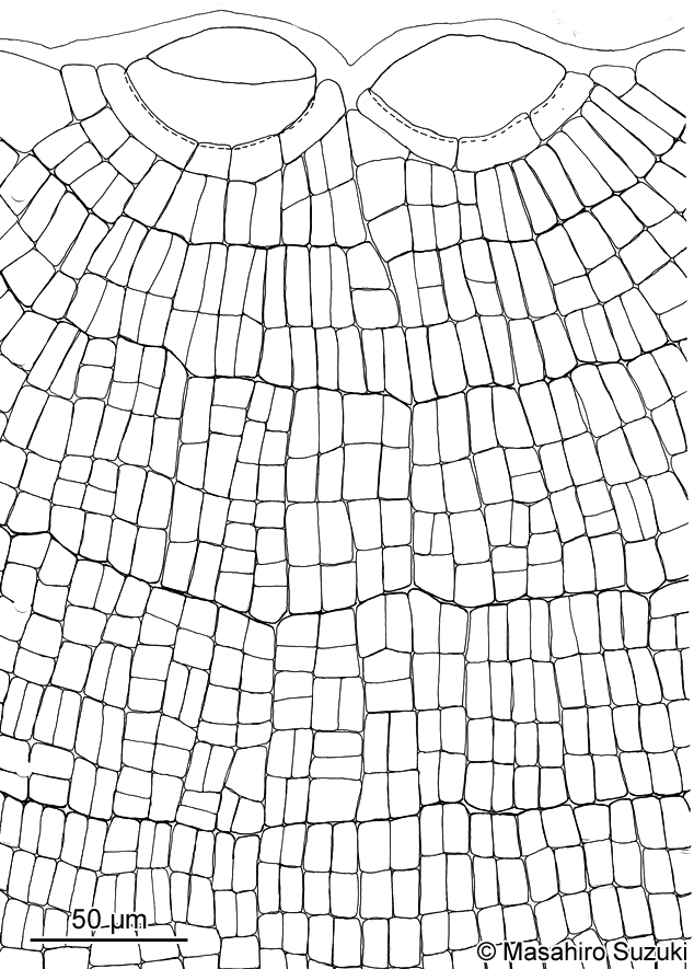 アミジグサ Dictyota spathulata