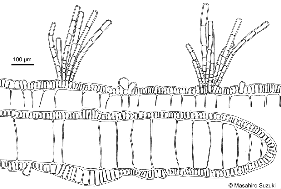 アミジグサ Dictyota spathulata