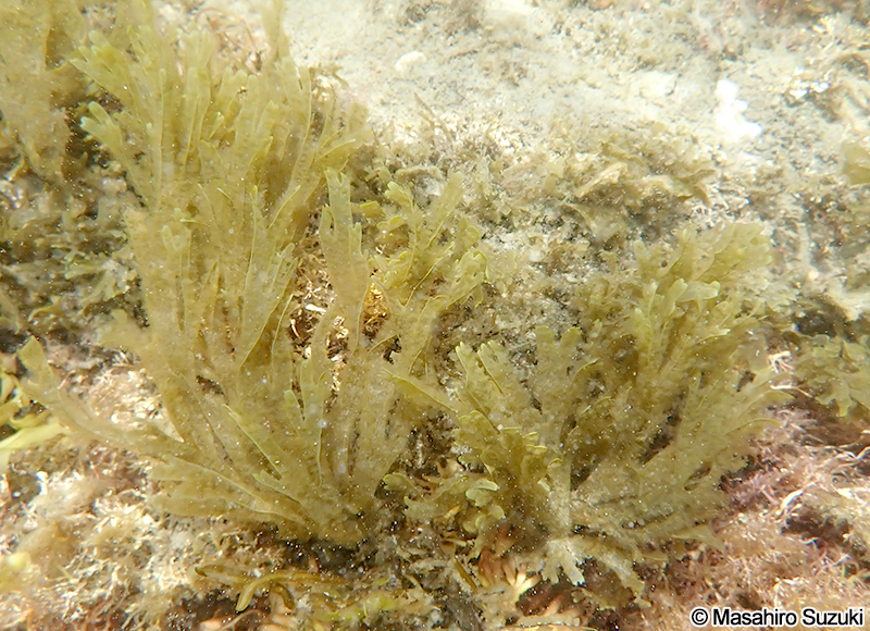 アミジグサ Dictyota spathulata