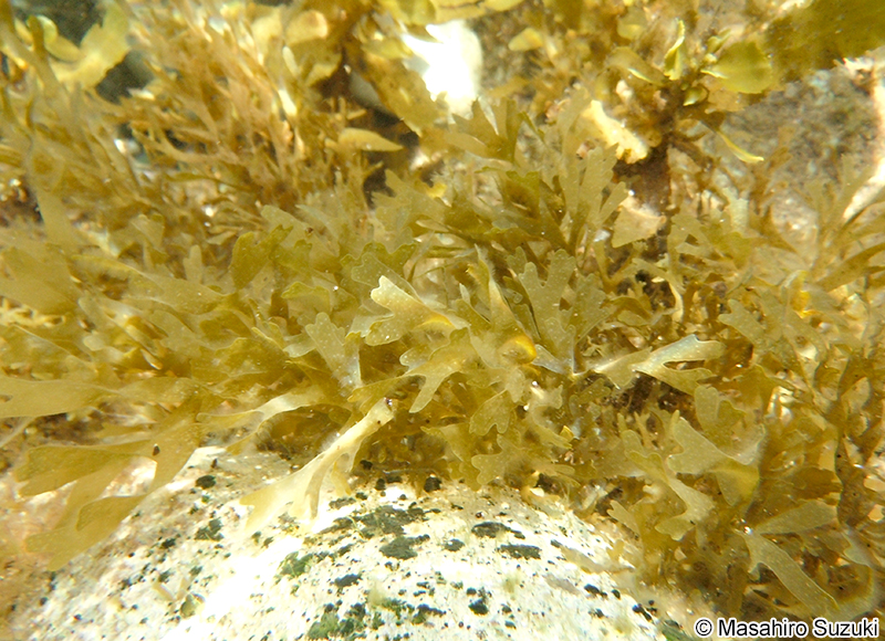 アミジグサ Dictyota spathulata