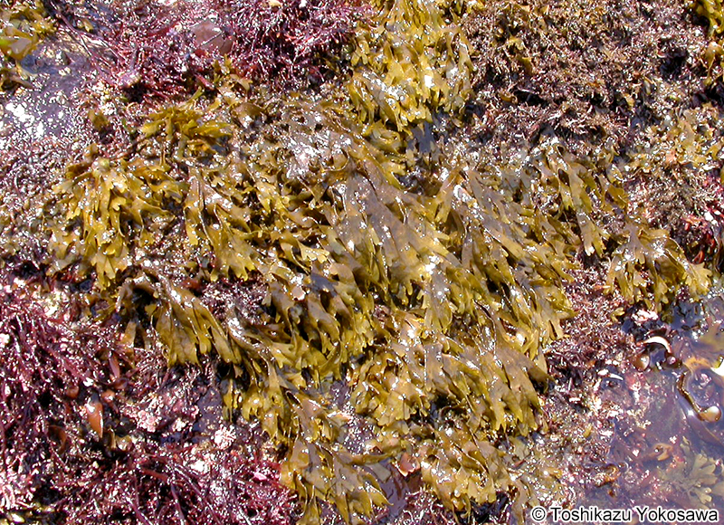 アミジグサ Dictyota spathulata