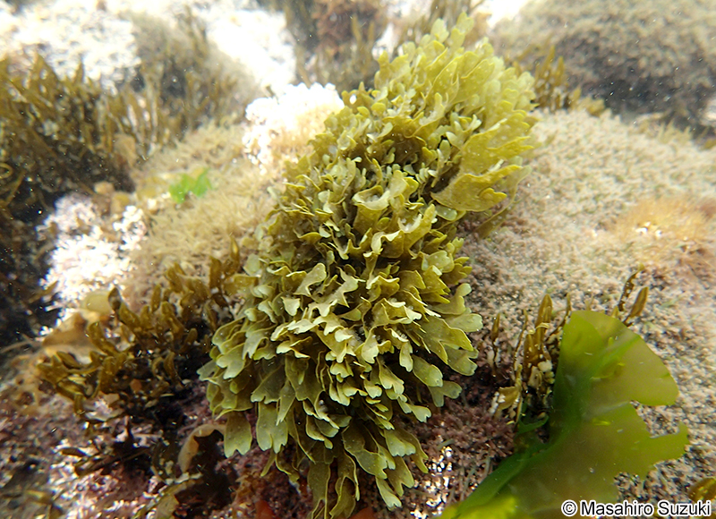 アミジグサ Dictyota spathulata