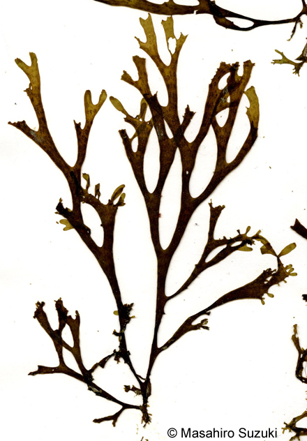 アミジグサ Dictyota spathulata