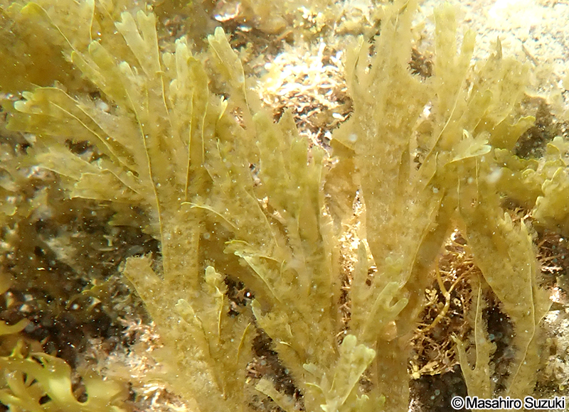 アミジグサ Dictyota spathulata