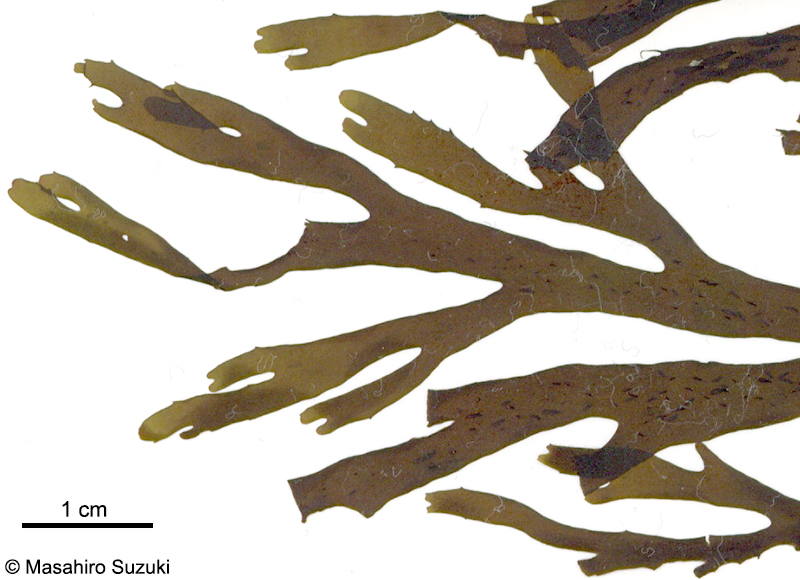 ハリアミジグサ Dictyota spinulosa