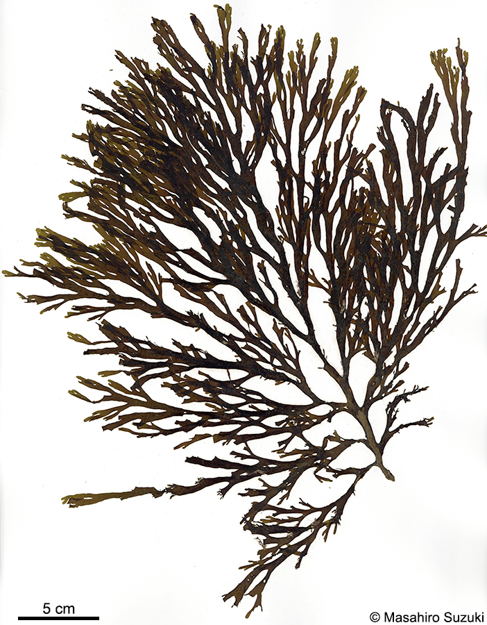 ハリアミジグサ Dictyota spinulosa