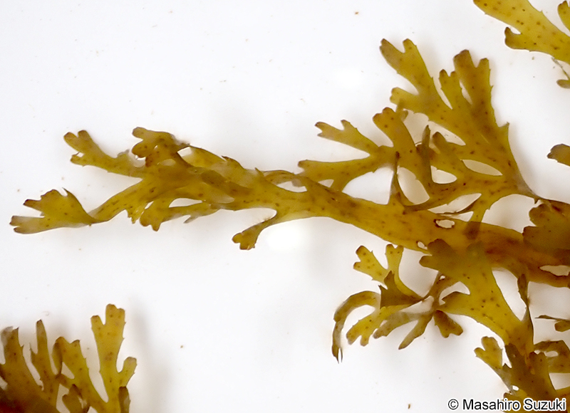 ハリアミジグサ Dictyota spinulosa