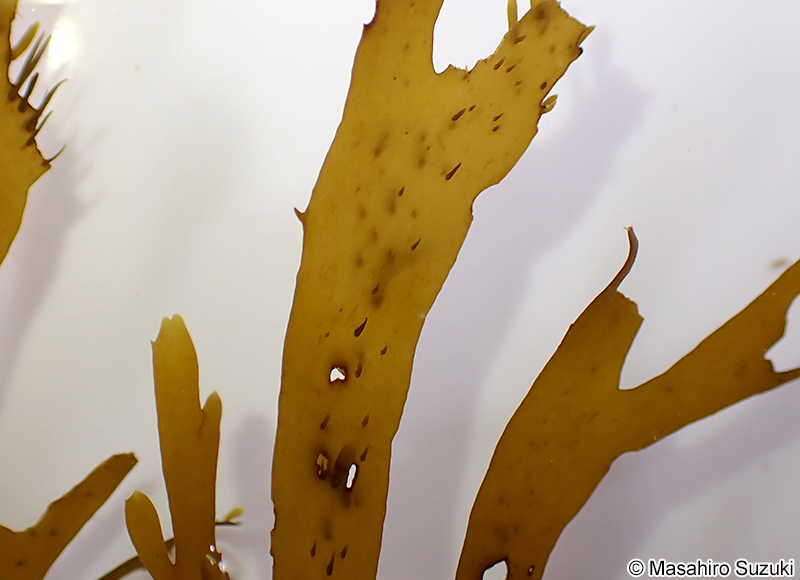 ハリアミジグサ Dictyota spinulosa