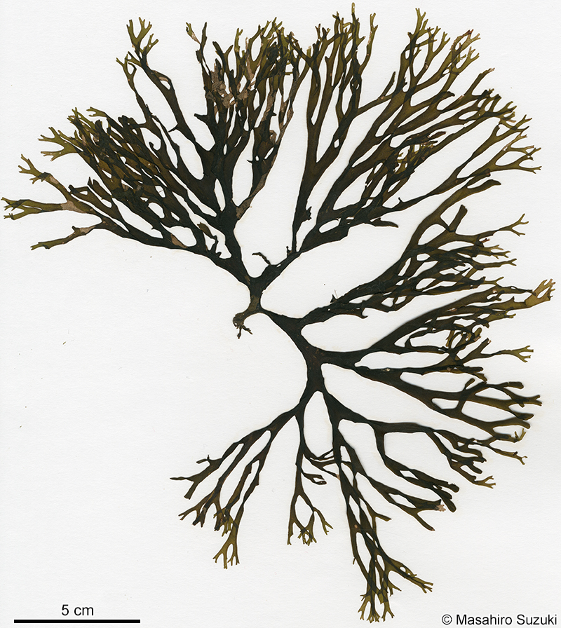 ヨレアミジ Dictyota sumbisoria