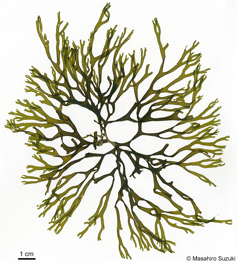 ヨレアミジ Dictyota sumbisoria