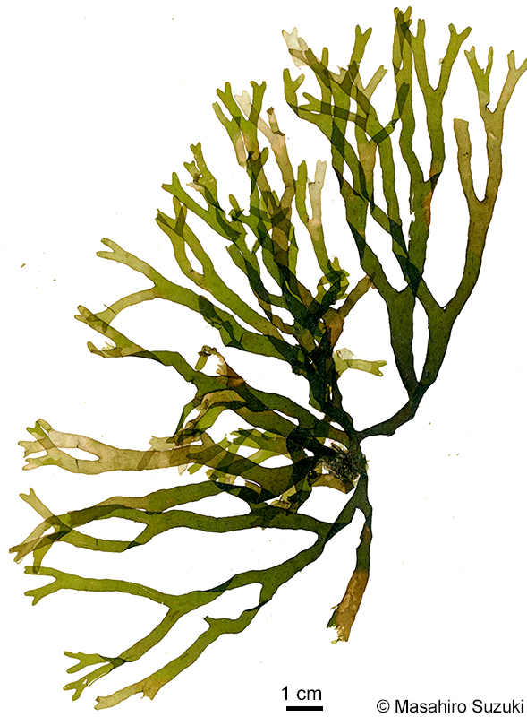 ヨレアミジ Dictyota sumbisoria