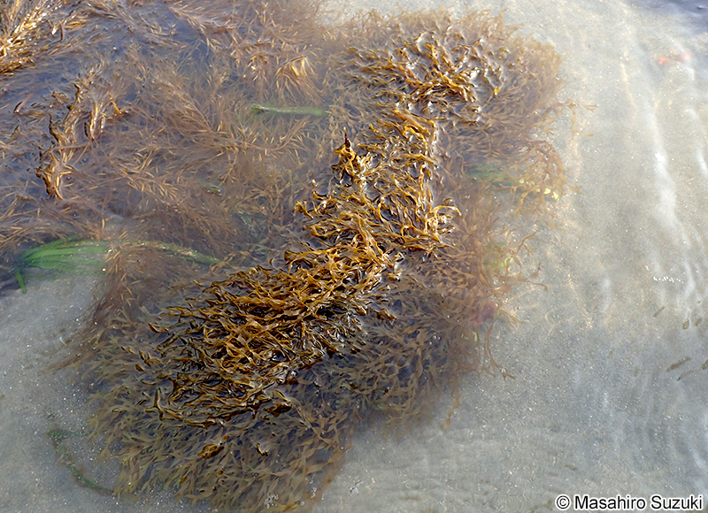 ヨレアミジ Dictyota sumbisoria