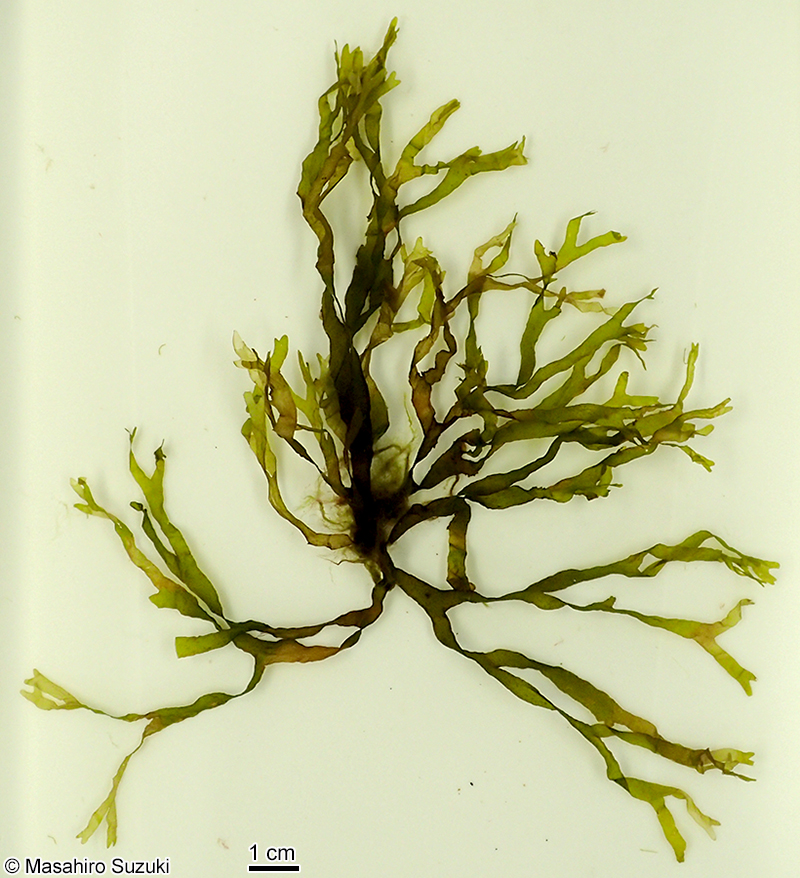 ヨレアミジ Dictyota sumbisoria