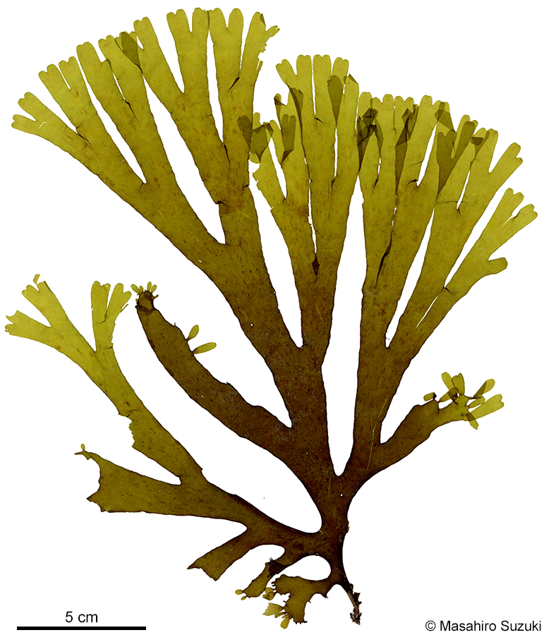 オオバアミジグサ Dictyota taewakia