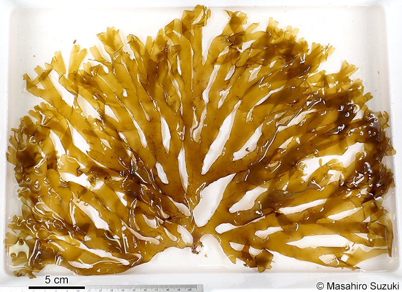 オオバアミジグサ Dictyota taewakia