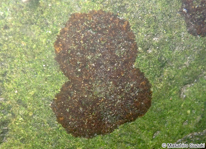 イズミイシノカワ Heribaudiella fluviatilis