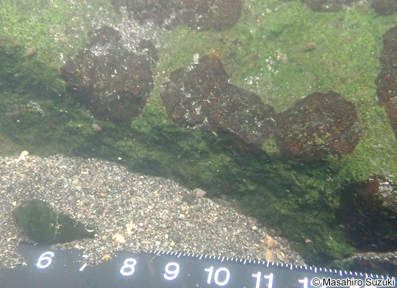 イズミイシノカワ Heribaudiella fluviatilis