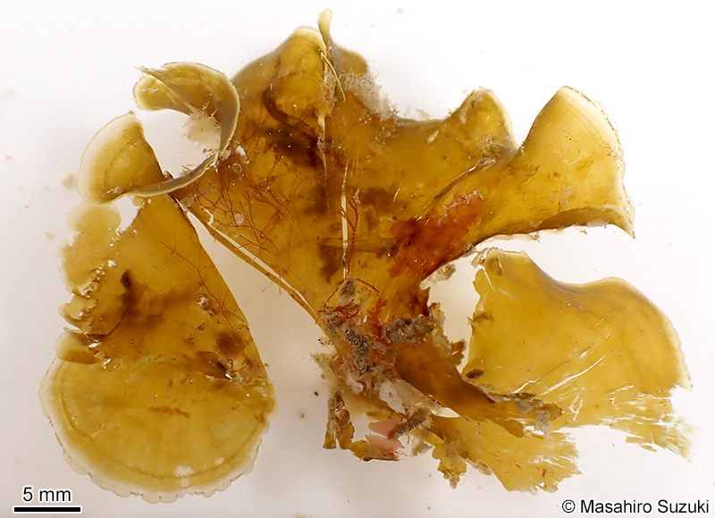 ヤレオウギ Homoeostrichus flabellatus