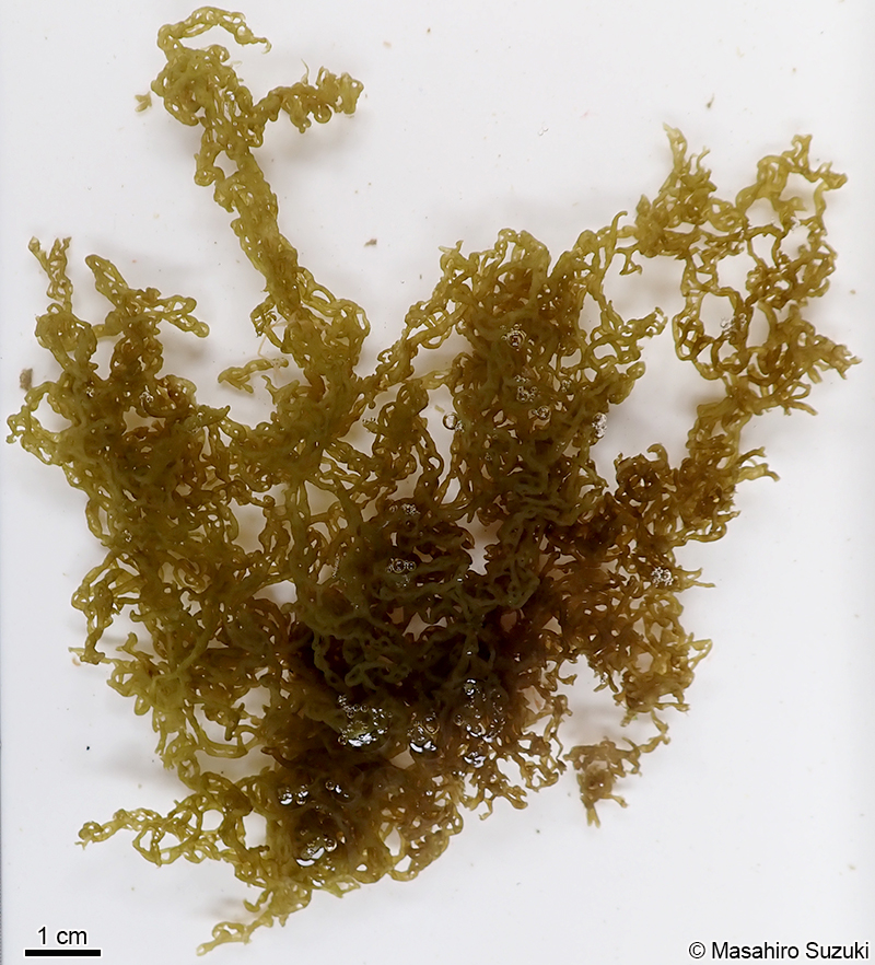 カゴメノリ Hydroclathrus clathratus