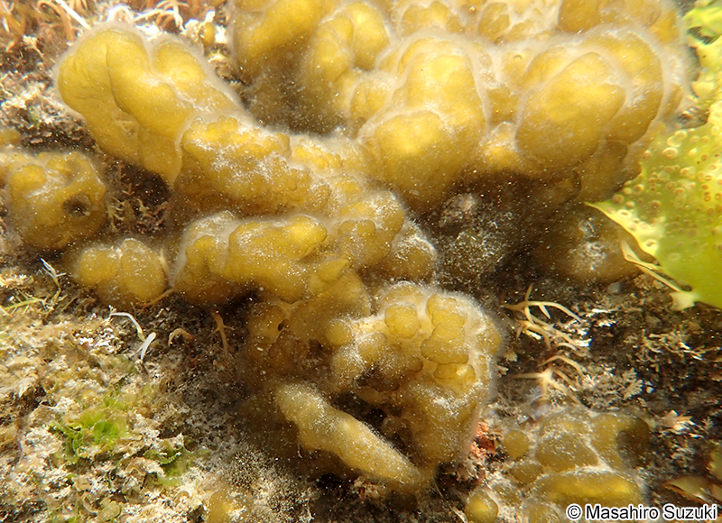 ネバリモ Leathesia marina