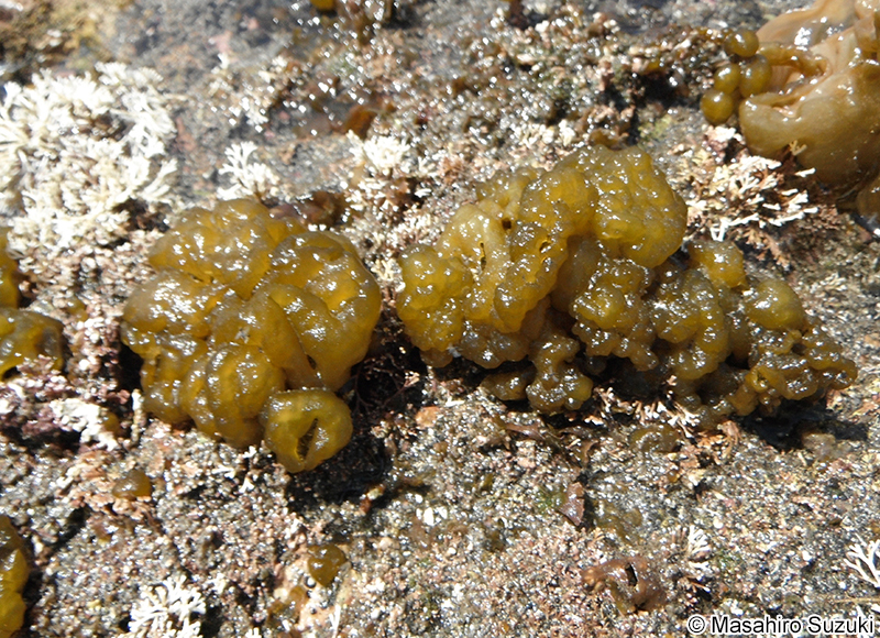 ネバリモ Leathesia marina
