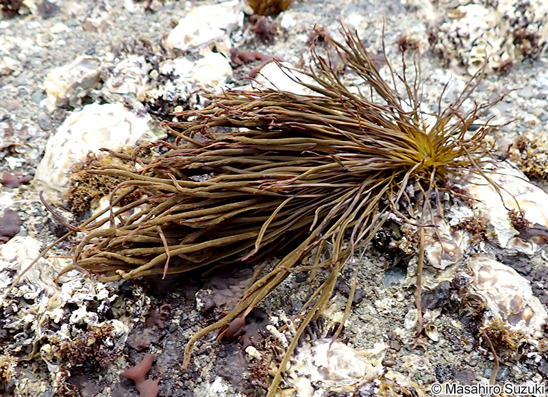 イワヒゲ Myelophycus simplex