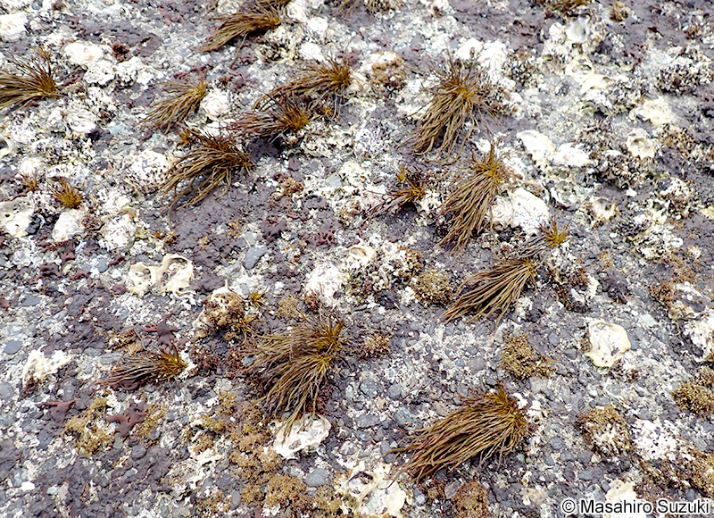 イワヒゲ Myelophycus simplex