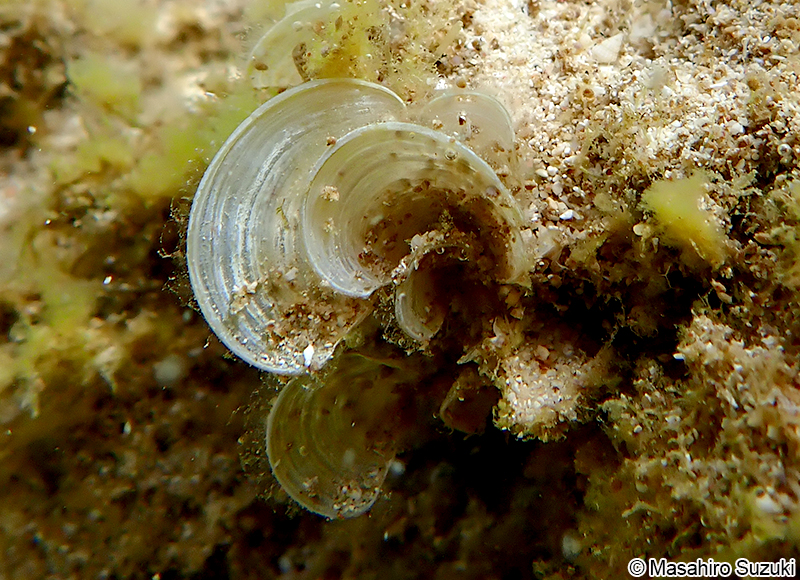 オキナウチワ Padina japonica