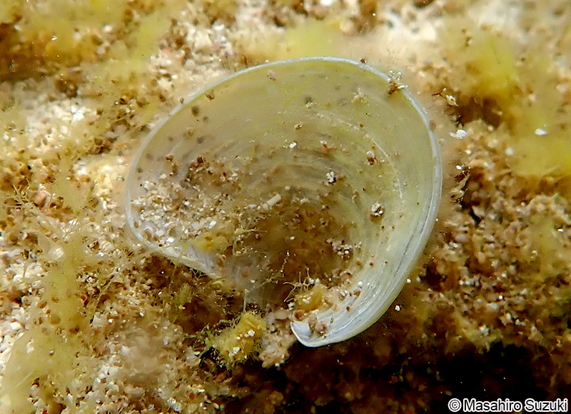 オキナウチワ Padina japonica