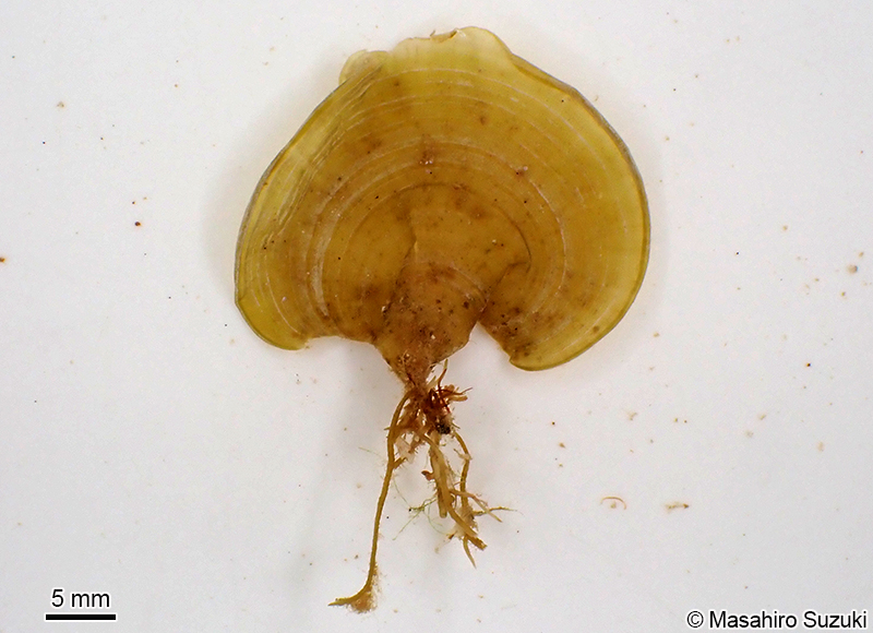 オキナウチワ Padina japonica