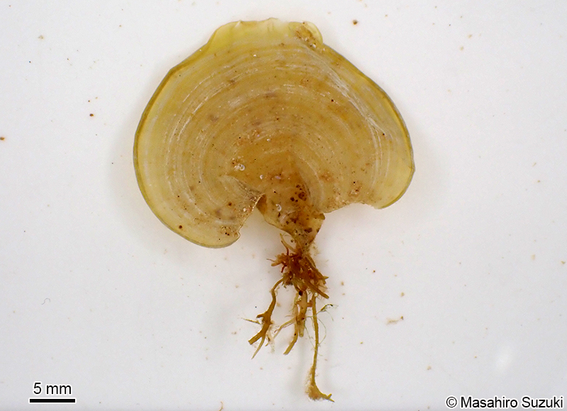 オキナウチワ Padina japonica