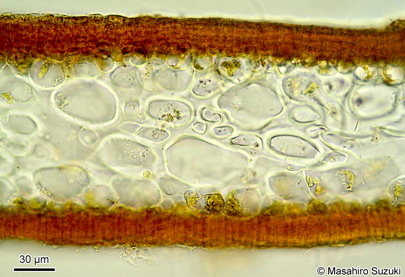 セイヨウハバノリ Petalonia fascia