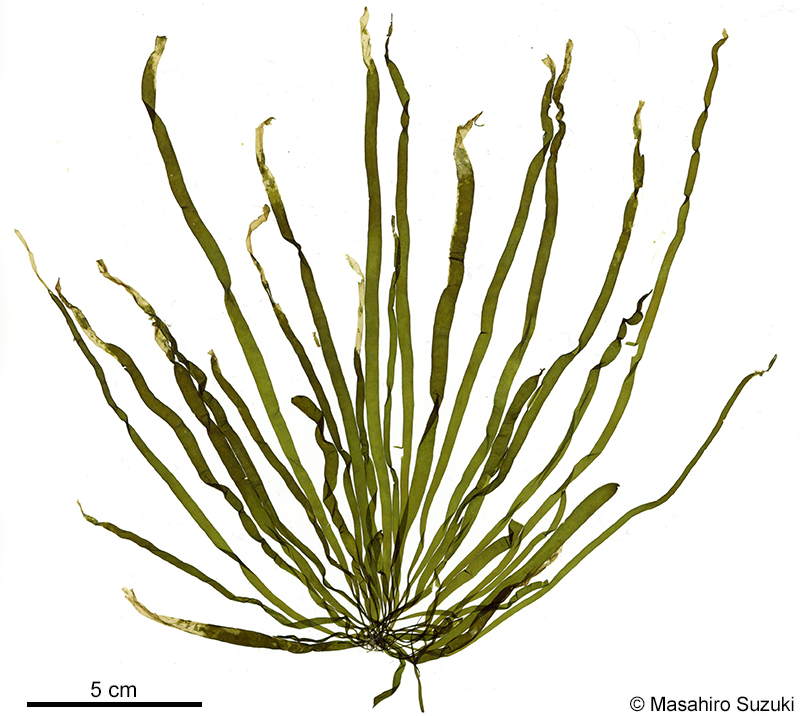 ナミウスカヤモ Planosiphon nakamurae