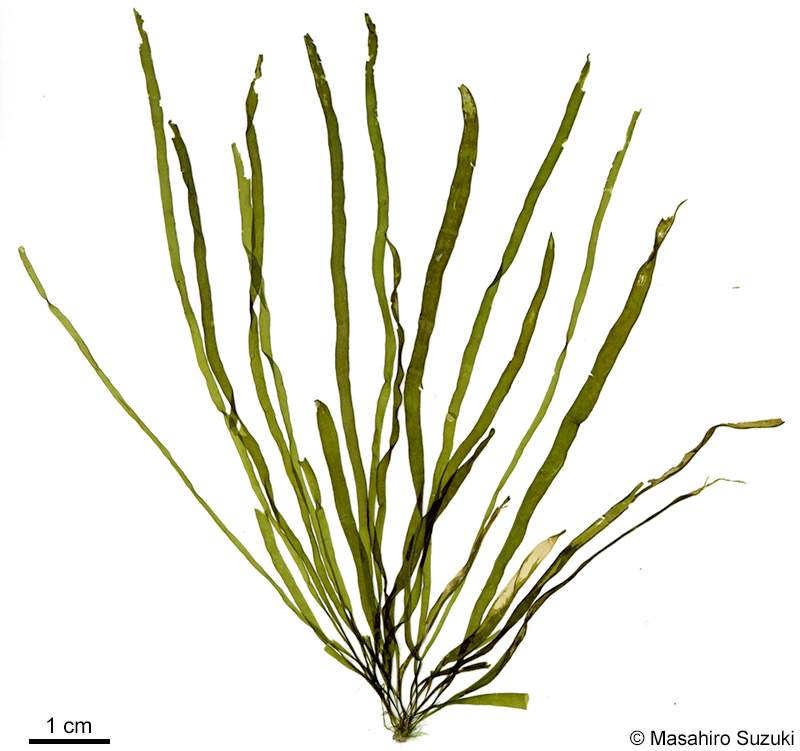 ナミウスカヤモ Planosiphon nakamurae