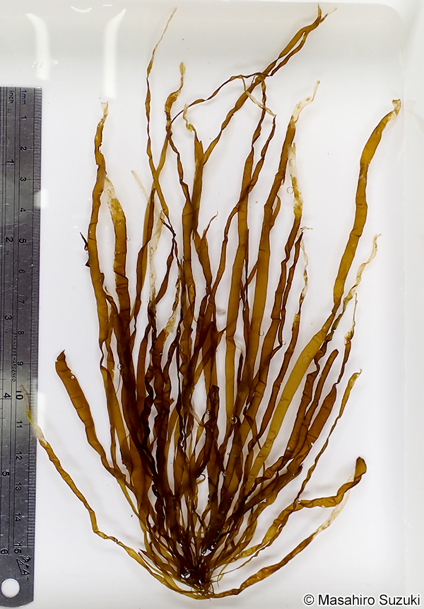 ナミウスカヤモ Planosiphon nakamurae