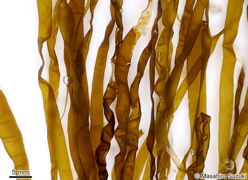 ナミウスカヤモ Planosiphon nakamurae