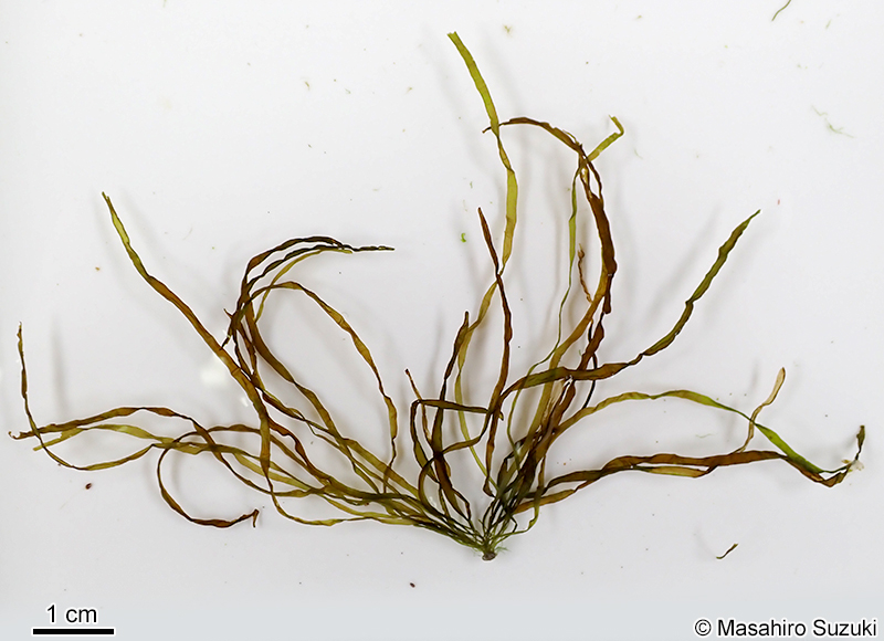 ナミウスカヤモ Planosiphon nakamurae