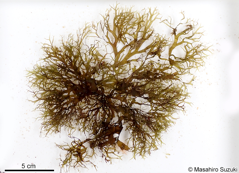 フクリンアミジ Rugulopteryx okamurae