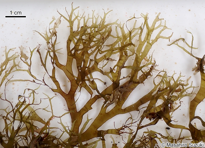 フクリンアミジ Rugulopteryx okamurae