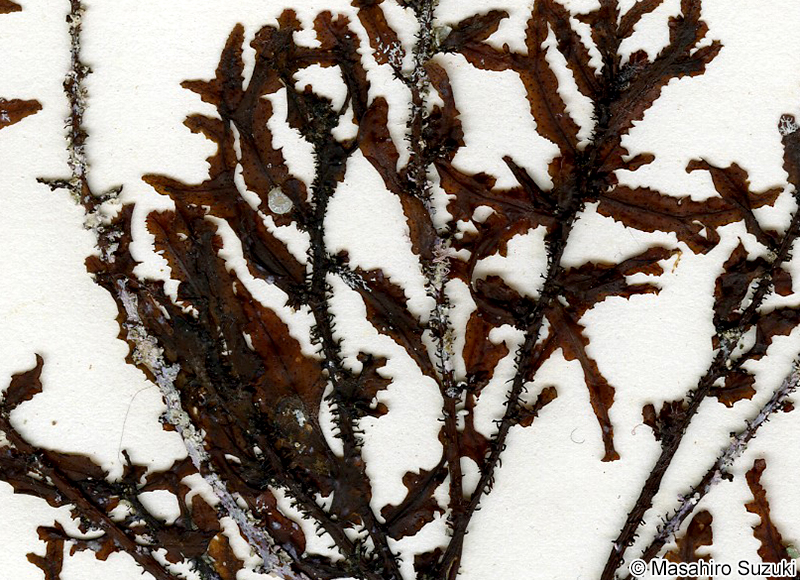 キレバモク Sargassum alternato-pinnatum