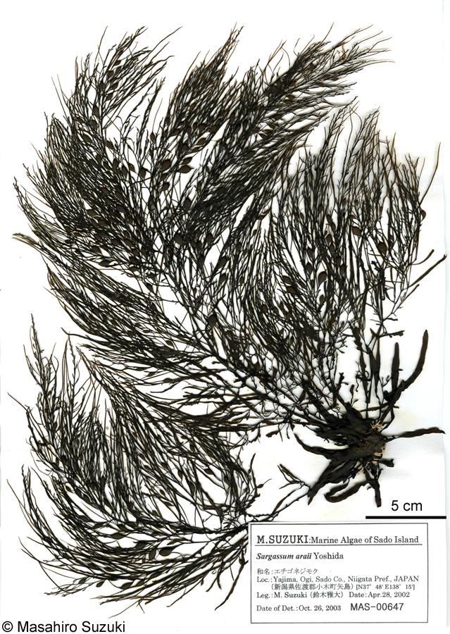 エチゴネジモク Sargassum araii