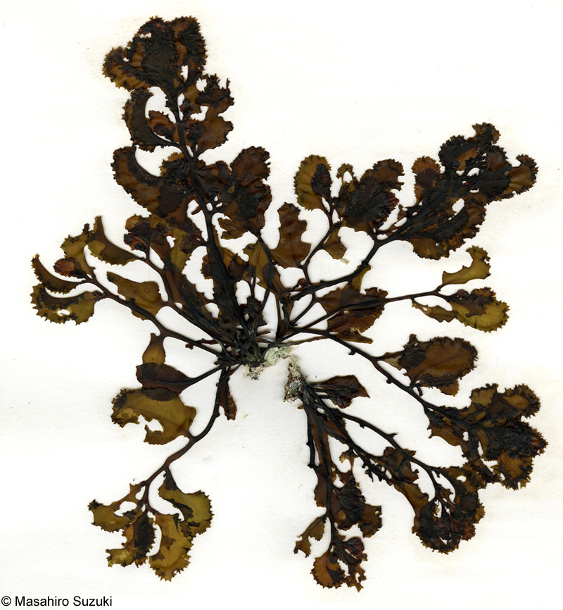ヒイラギモク Sargassum ilicifolium