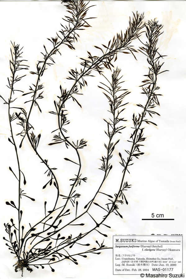 フクロヒジキ Turbinaria fusiformis f. clavigera