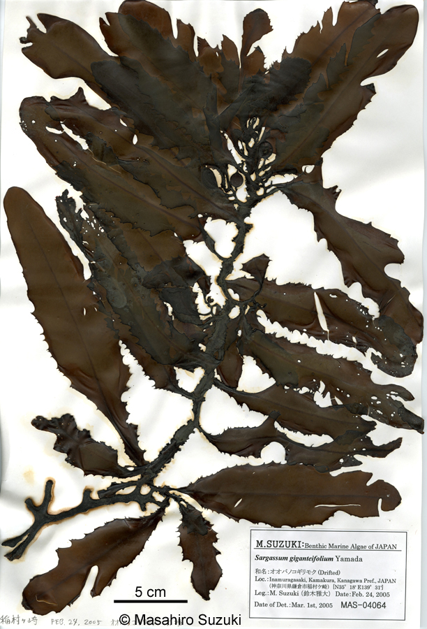オオバノコギリモク Sargassum giganteifolium