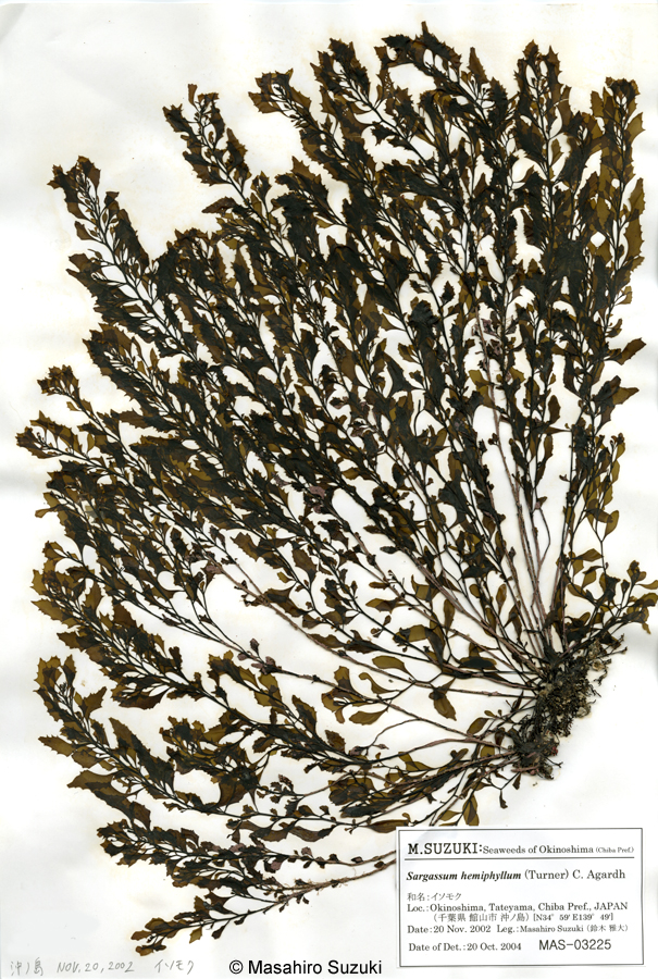 イソモク Sargassum hemiphyllum