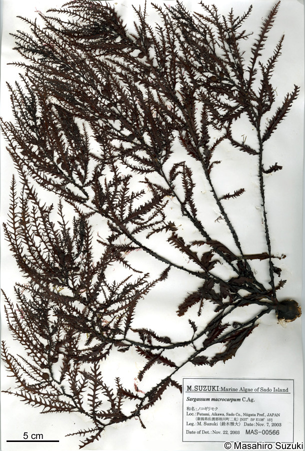 ノコギリモク Sargassum macrocarpum