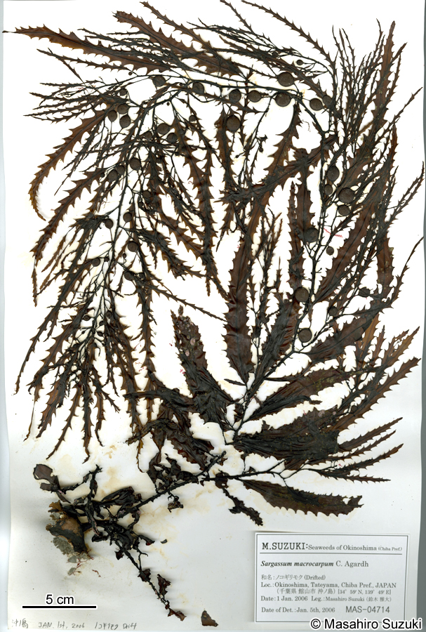 ノコギリモク Sargassum macrocarpum