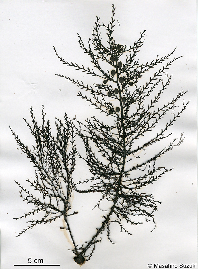 トゲモク Sargassum micracanthum